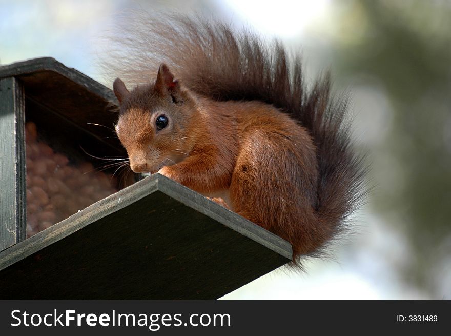 A red squirrel on a feeder