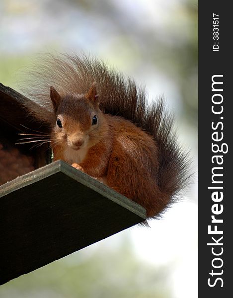 Red squirrel on a feeder