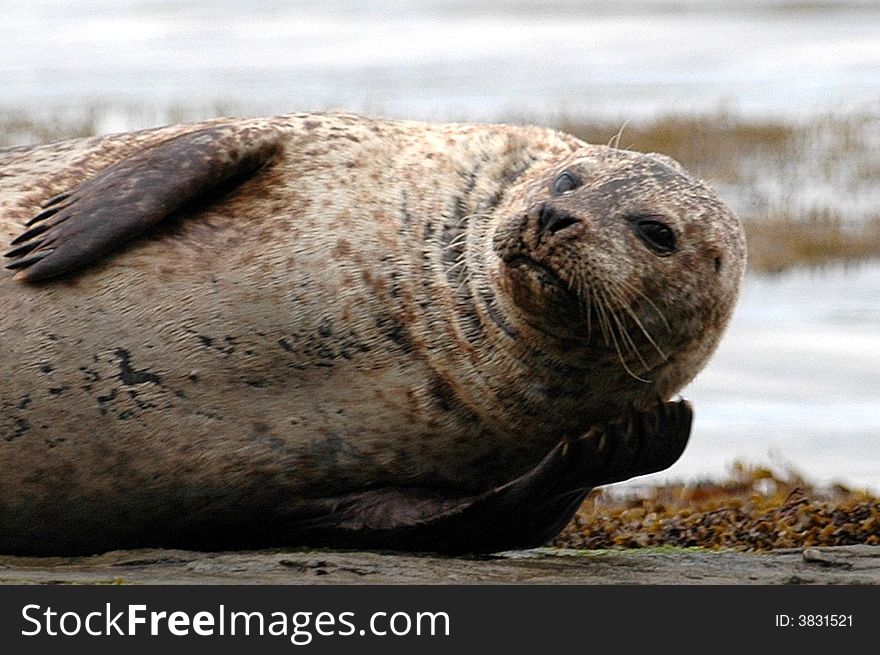 A seal laying on a rock. A seal laying on a rock