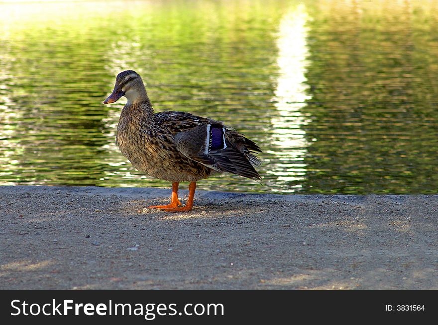 Duck bird near a lake. Duck bird near a lake