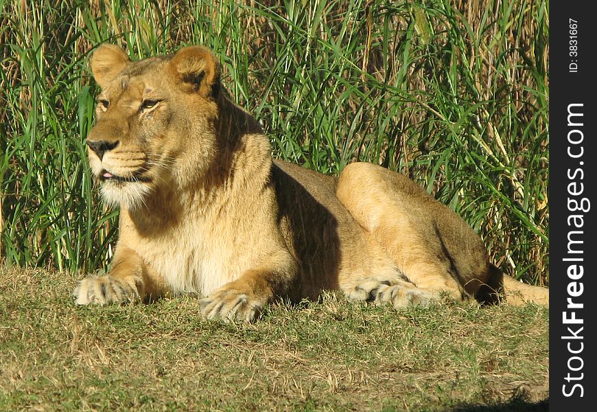 Female lion laying on the grass.