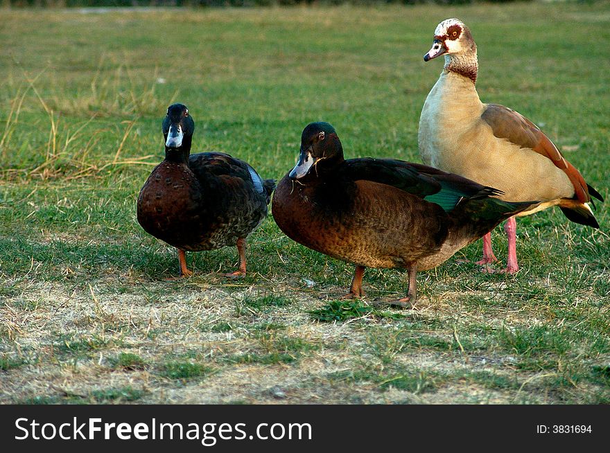 Geese and ducks bird in the grass of a park