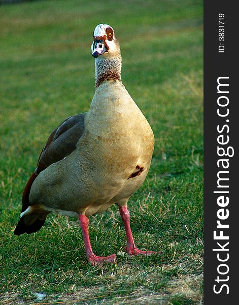 Geese bird in the grass of a park. Geese bird in the grass of a park