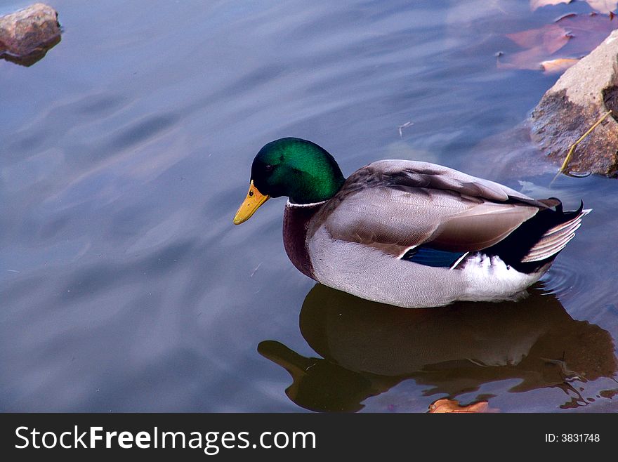 Duck swimming in a lake. Duck swimming in a lake
