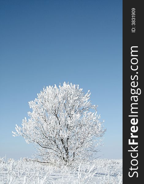 Alone frozen tree. white winter