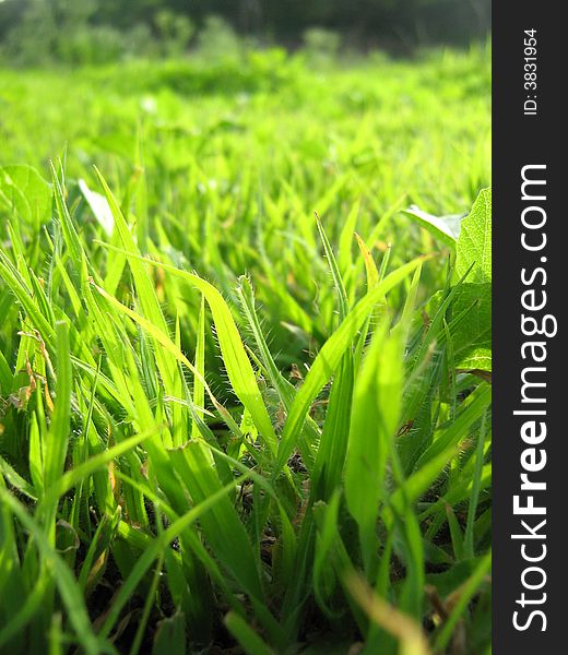 Green Fresh Grass on Earth. Green Fresh Grass on Earth
