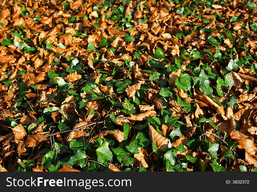 Autumn Leaves And Ivy