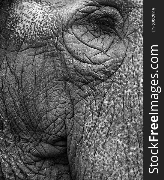 Old Elephant Portrait 4