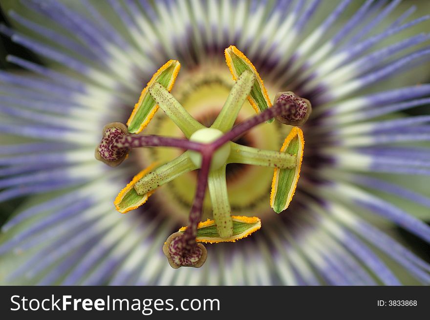 Passiflora caerulea : a detailled macro of a passion flower.