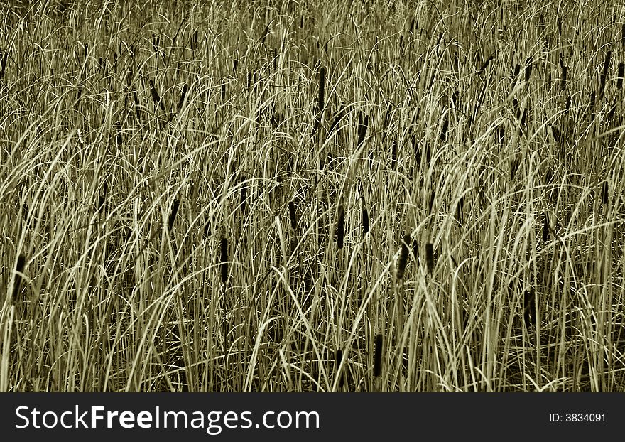 A field / meadow of straws in sepia tone