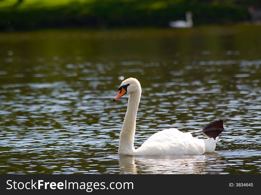 The swan has a rest on waves in lake and observes of the photographer. The swan has a rest on waves in lake and observes of the photographer