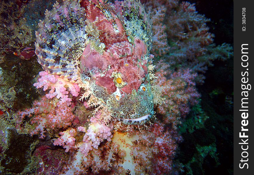 A well camouflaged scorpion fish lying on corals.