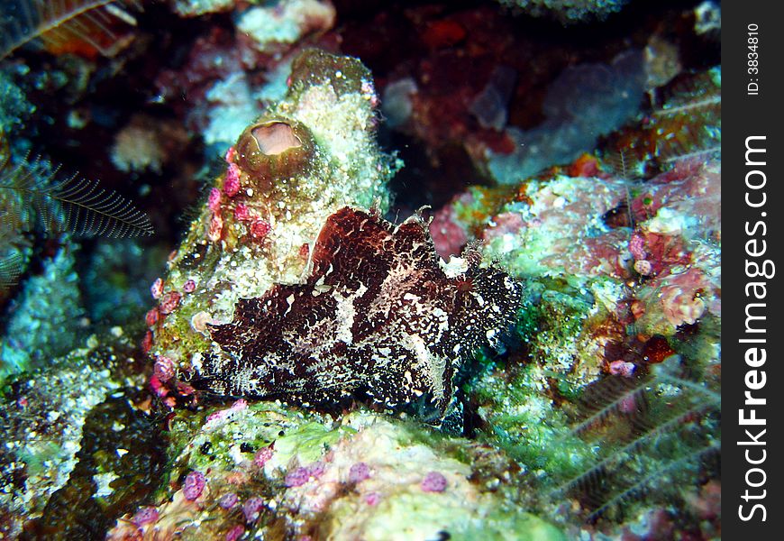 A well camouflaged Leaf scorpion fish lying on the corals.
