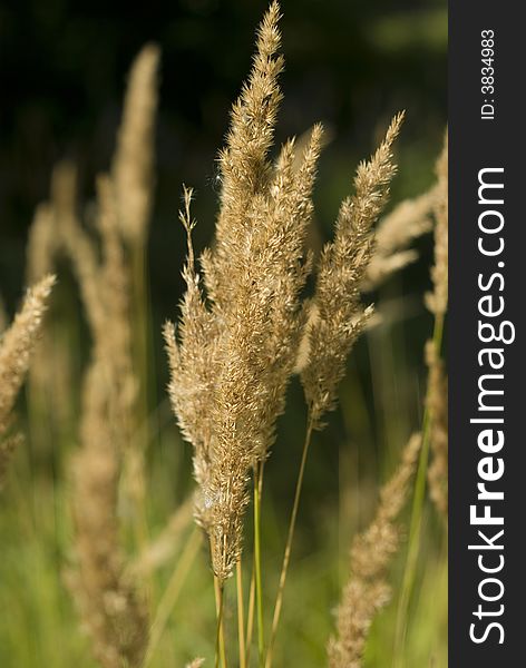 Fluffy plants - a yellow field grass