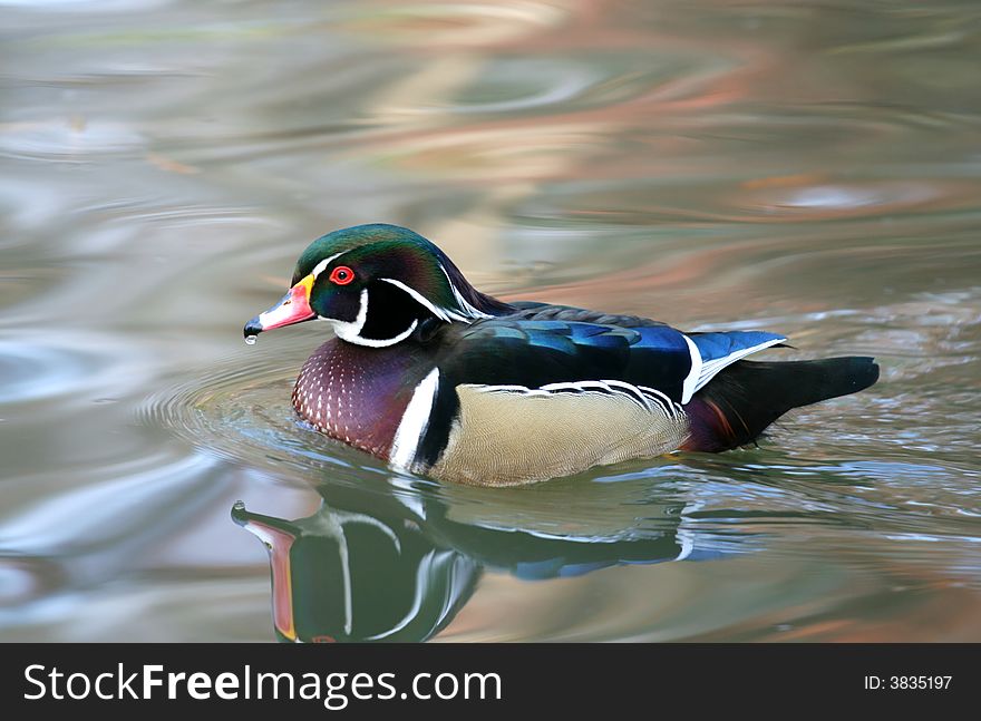 Wood Duck - Aix sponsa swim in lake