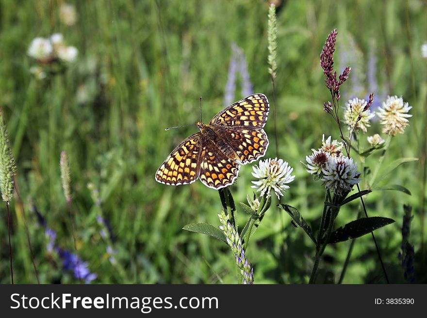 Bright and making colorful butterfly on green meadow