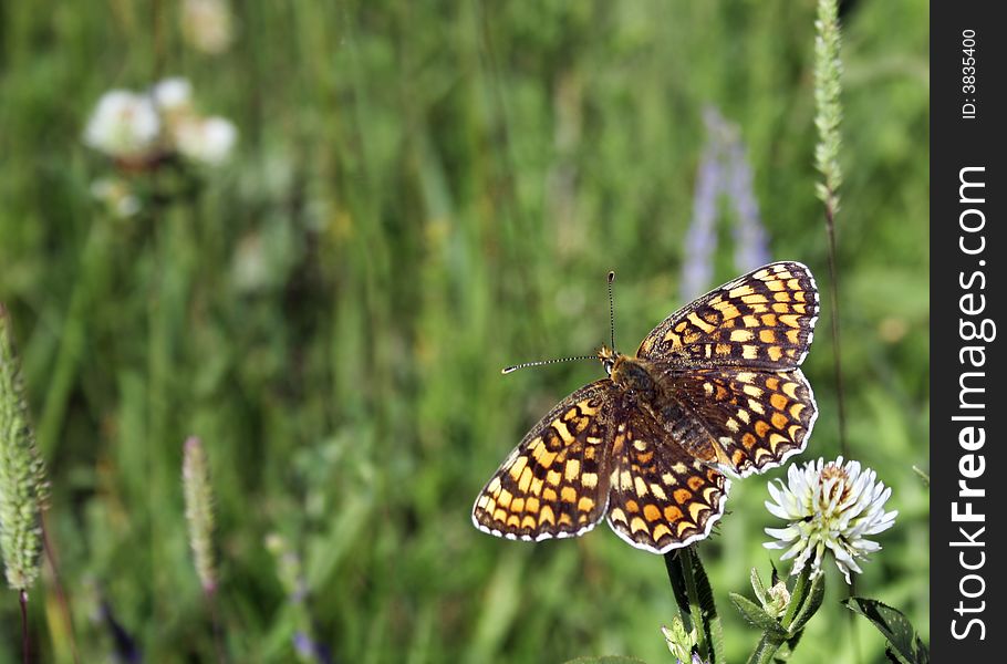 Bright and making colorful butterfly on green meadow