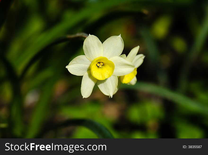 Close up shot of Miniture Yellow Daffodil. Close up shot of Miniture Yellow Daffodil