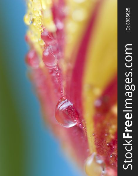 Red tulips with water drops