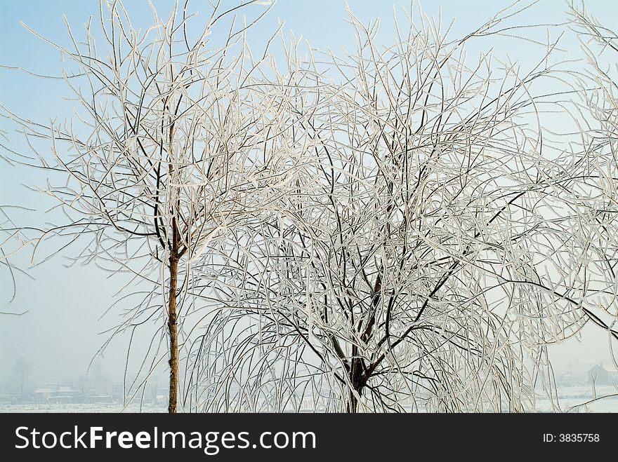 The branches and twigs look like crystal for the reason of frost. The branches and twigs look like crystal for the reason of frost.