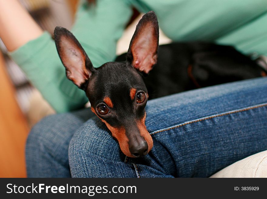 A cute mini pinscher sitting on keens. A cute mini pinscher sitting on keens