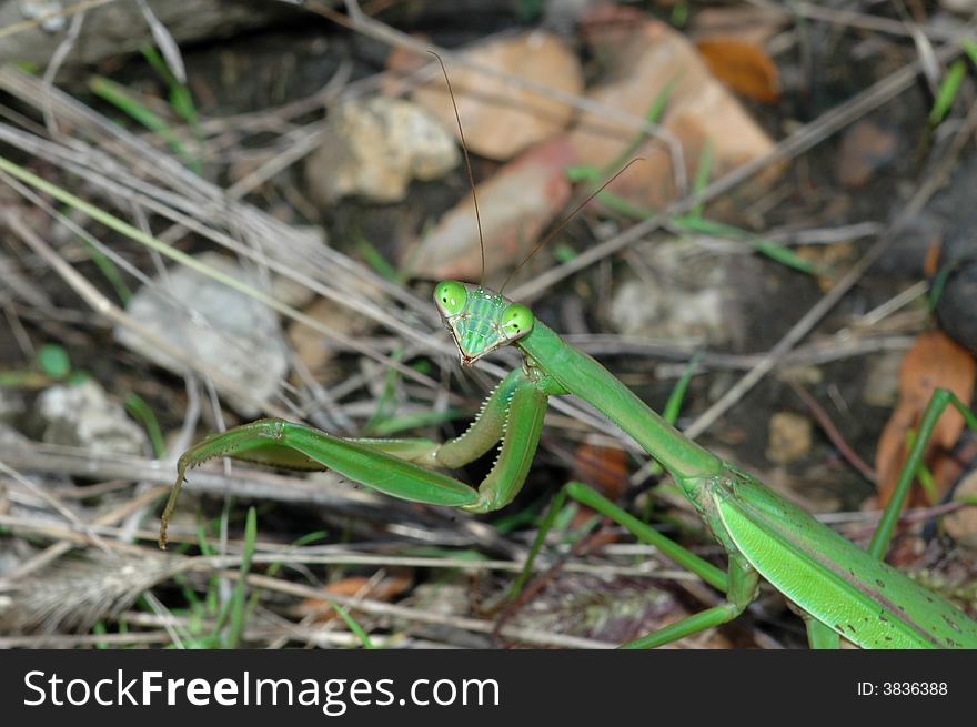 A bright green praying mantis hunting in some short grass. A bright green praying mantis hunting in some short grass.