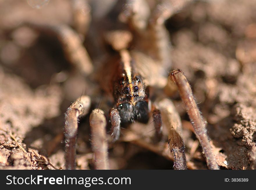 The wolf spider is quite an intimidating animal when viewed up close and personal under a macro lens.