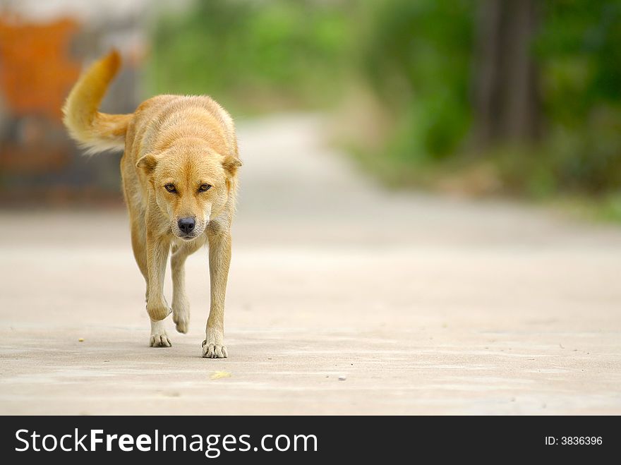 Yellow dog walking to you. Yellow dog walking to you