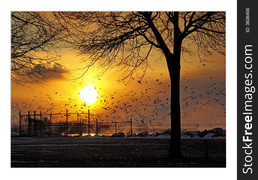 Birds trees and sunset in the cold winter of Cleveland. Birds trees and sunset in the cold winter of Cleveland