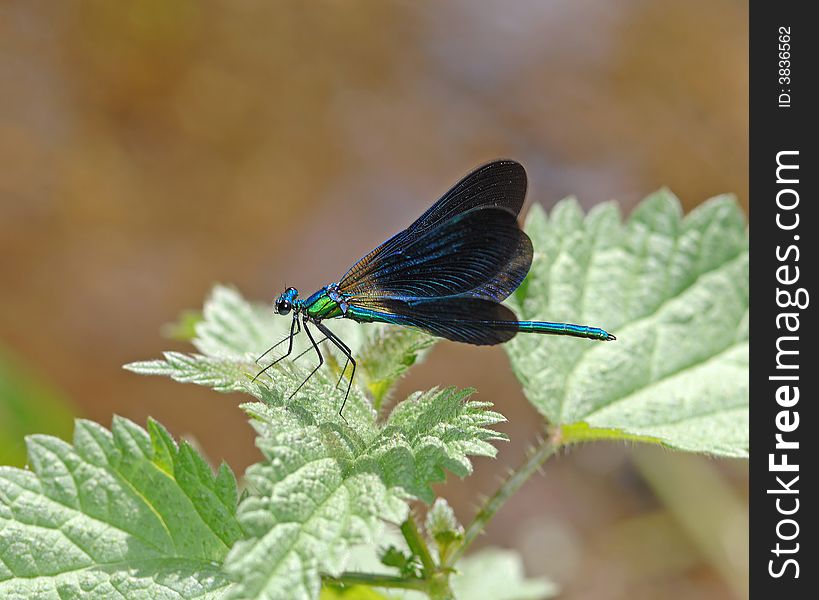 Blue dragonfly resting on a green leaf of the plant in pond