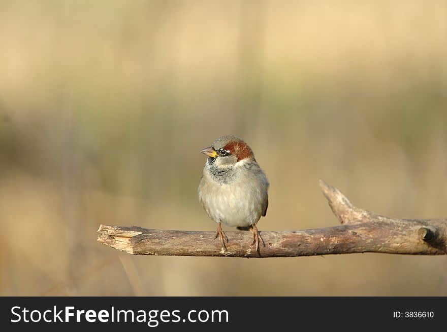 A cute male house sparrow perching on a broken branch with a pleasing natural background.