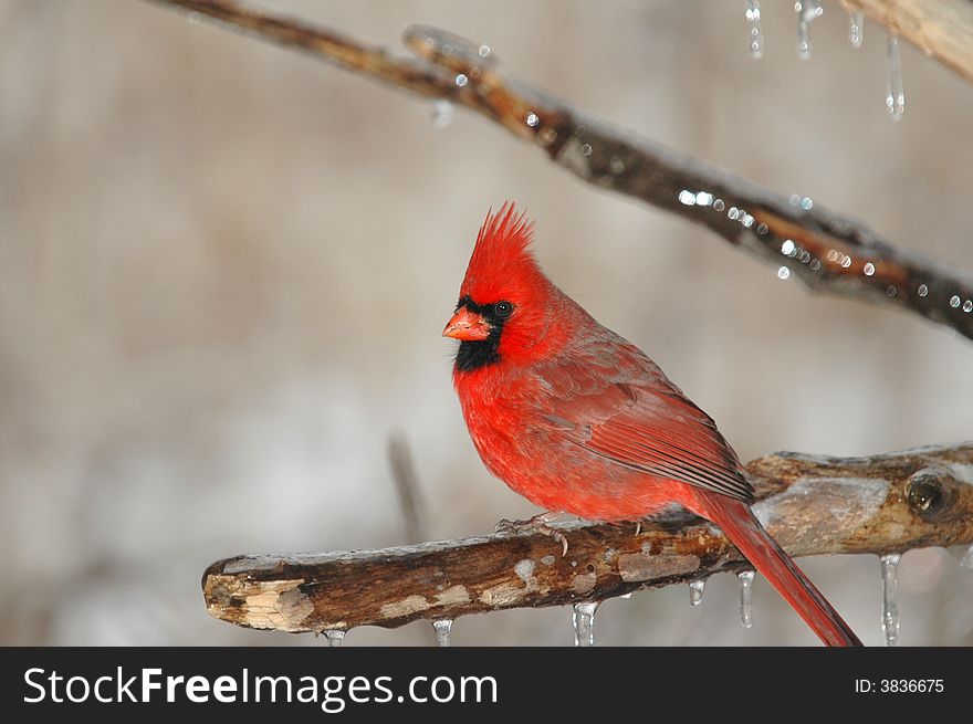 A male northern cardinal perched on an icy branch on a winter day. A male northern cardinal perched on an icy branch on a winter day.