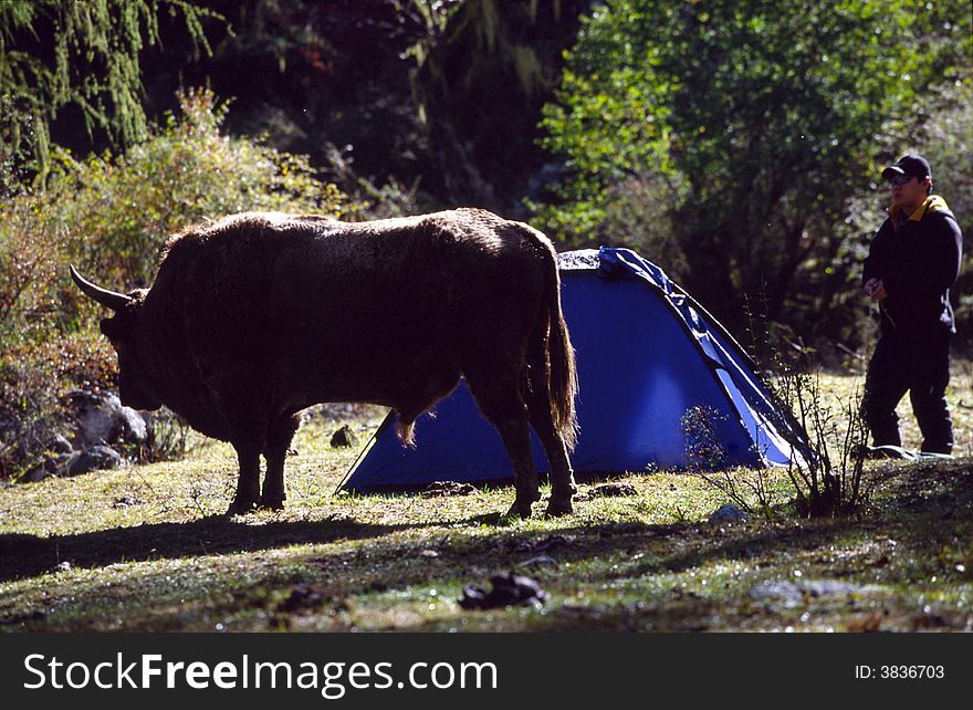 Cattle and tent