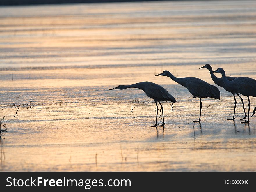 Several sandhill cranes prepare to take flight from the frozen ice. Several sandhill cranes prepare to take flight from the frozen ice.