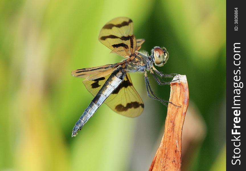 Closeup of a dragonfly resting on a flower stem