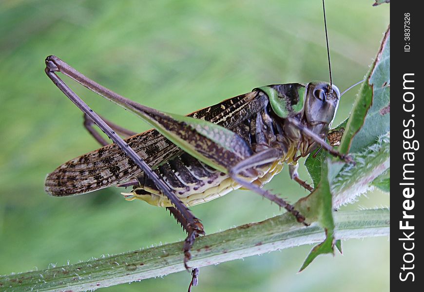 Close-up Grasshopper against a green background