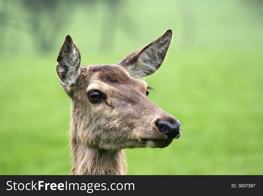 Portrait of deer in a park
