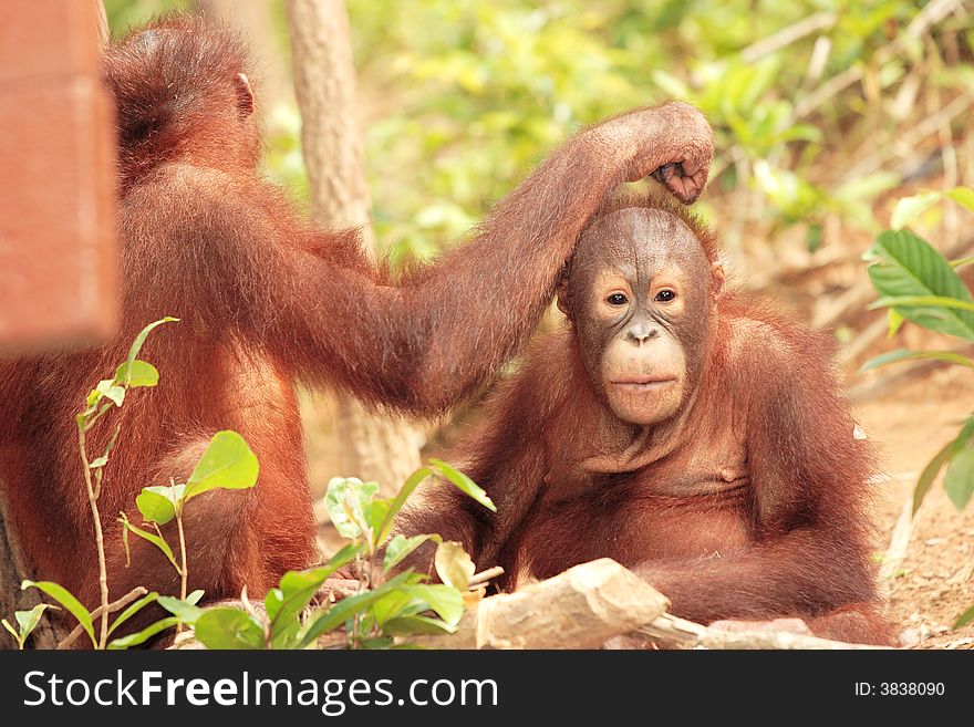 Two Young Orang-Utan Grooming