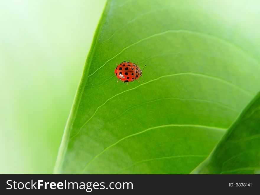 Ladybug on a green leaf background. Ladybug on a green leaf background
