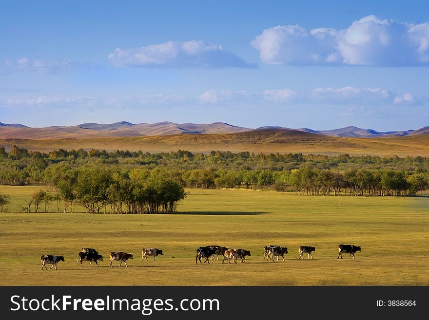 An autumn grassland view at Inner Mongolia with cows in row.
