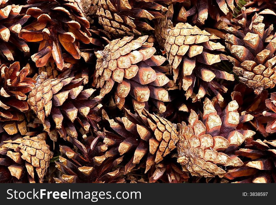 The fresh pine cone background