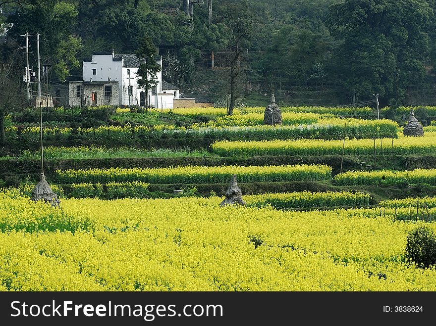 plantation with bloom yellow flower. plantation with bloom yellow flower