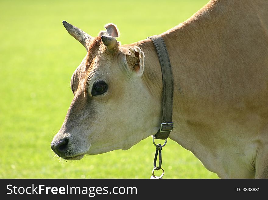 The cow grazed on a green meadow. The cow grazed on a green meadow