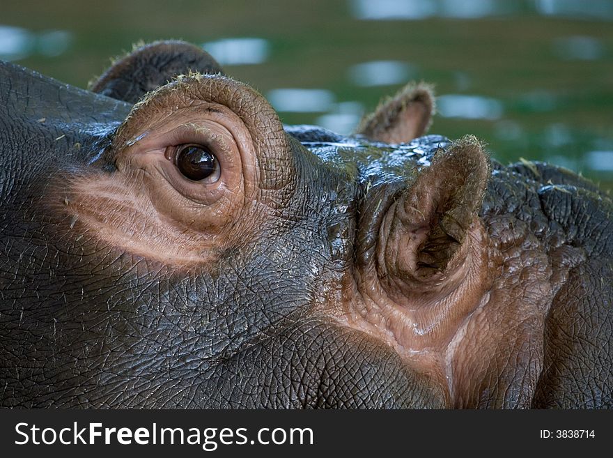 Ears and eyes of hippo