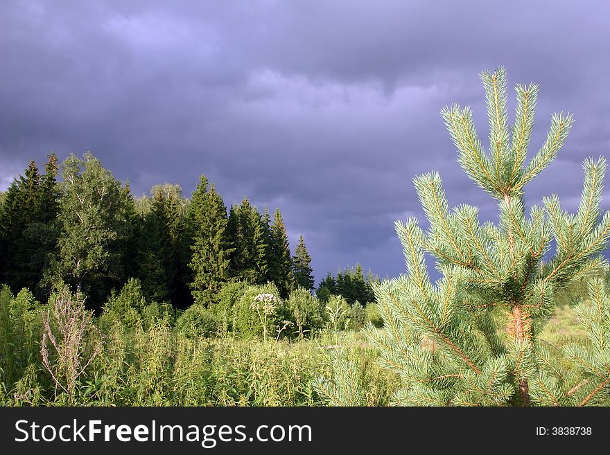 Young fur-tree on a background of the mixed wood. Young fur-tree on a background of the mixed wood