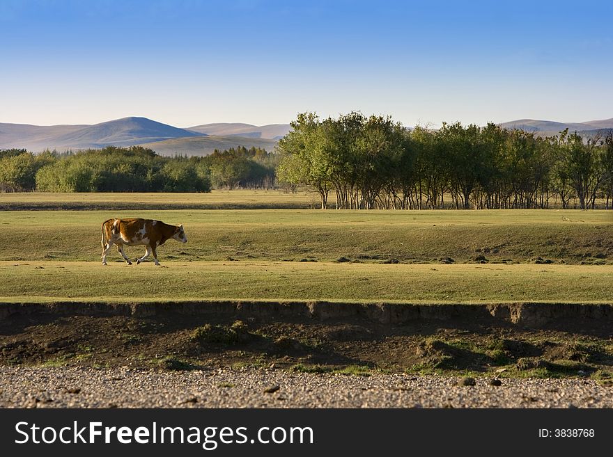 Autumn Grassland View