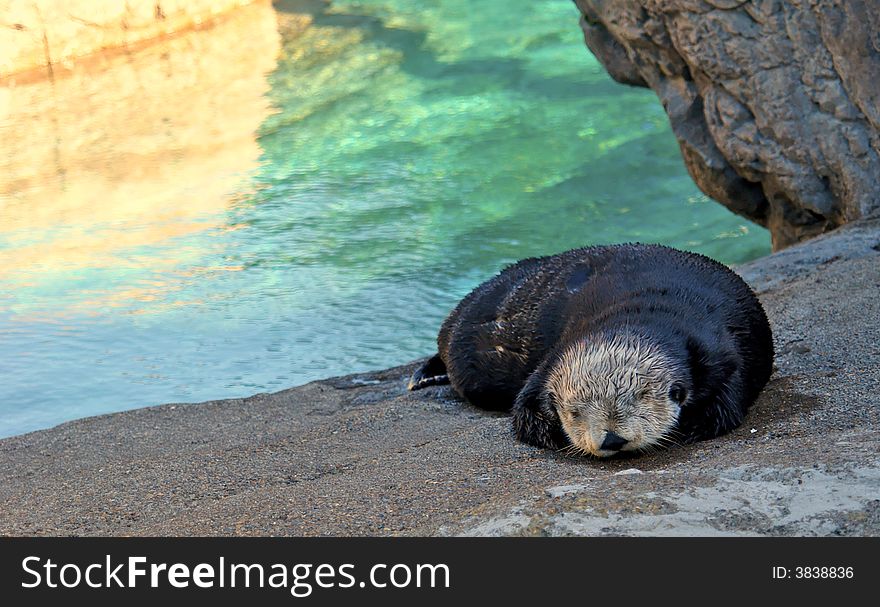 A young otter sleeps in the shade beside a tide pool. A young otter sleeps in the shade beside a tide pool