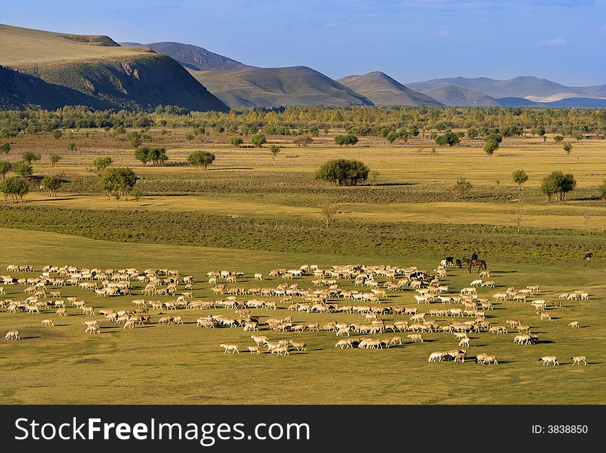 A group of sheep passing through a grassland.