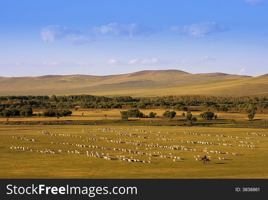 A group of sheep passing through a grassland.