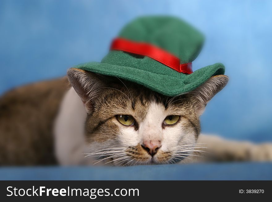 A cat waiting for Christmas. A cat waiting for Christmas